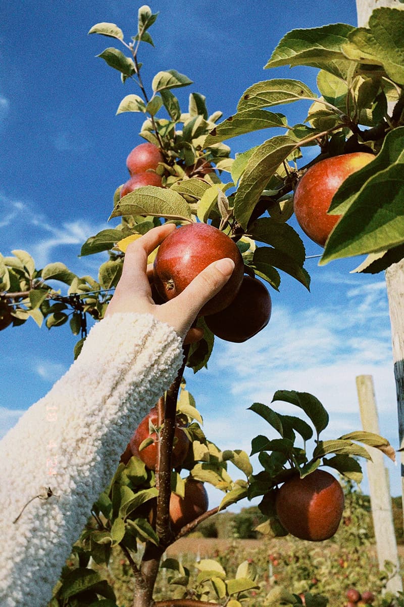 Fruit plukken als bijbaan: zo vind je een plukbaan én kook je met de oogst
