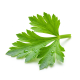 Ingrediënt: Selderij, blad, vers