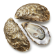 Ingrediënt: Oesters