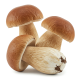 Ingrediënt: Eekhoorntjesbrood