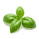 Ingrediënt: Basilicum, vers