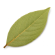Ingrediënt: Laurierblad