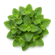 Ingrediënt: Oregano, vers