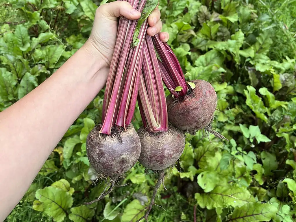 Rode bieten koken doe je zo ingrediënten