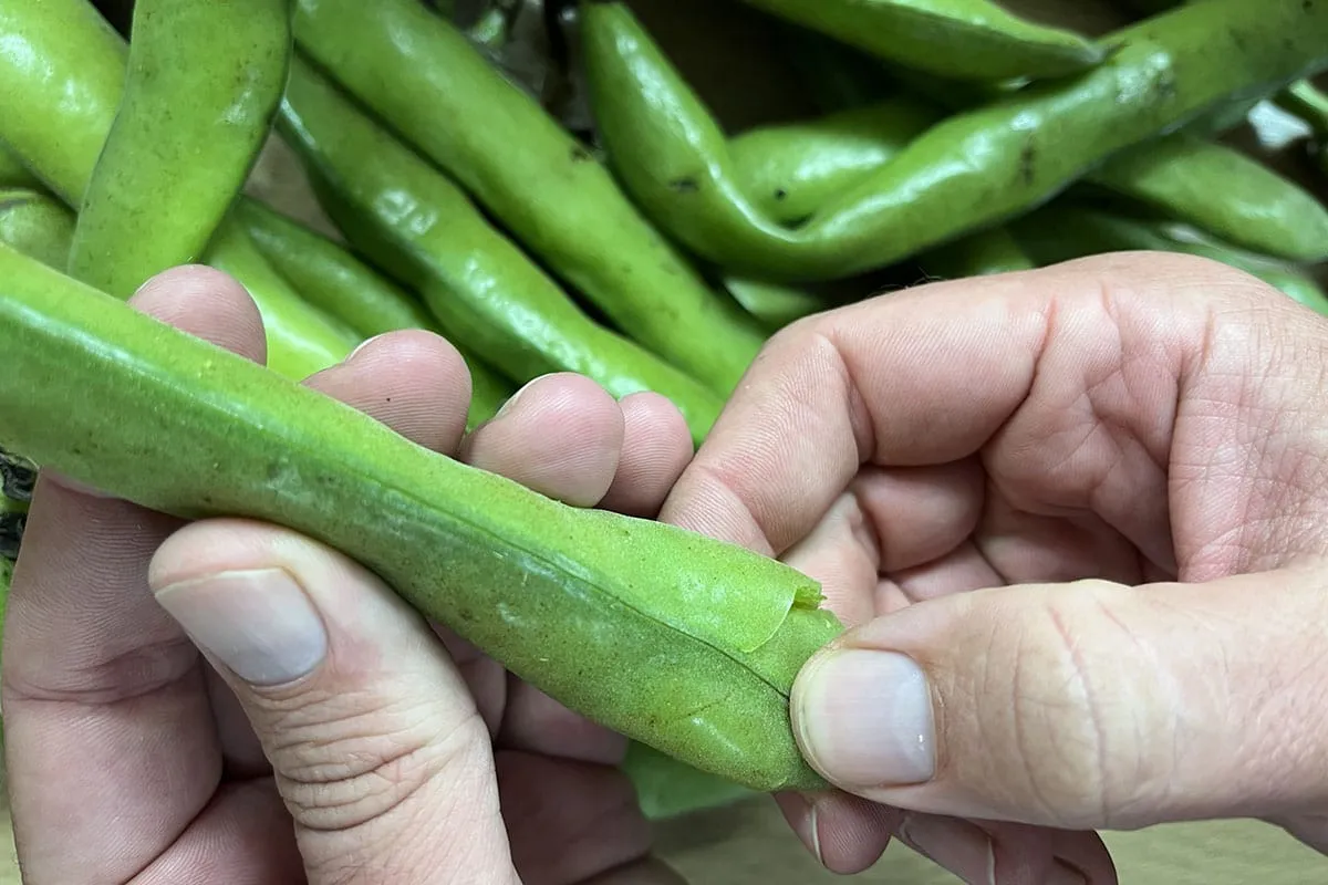Hoe dop je tuinbonen