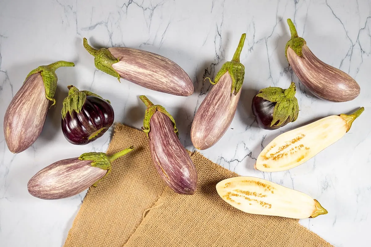 Aubergine