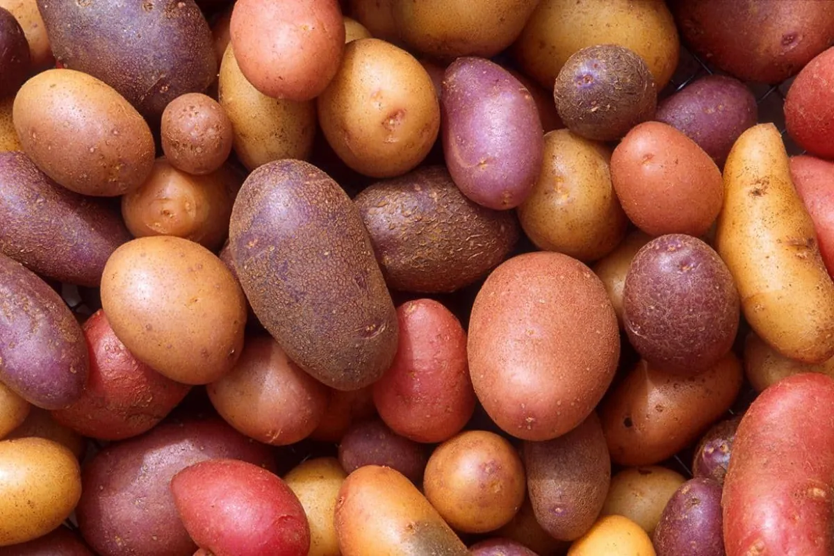 Hoe lang moet je aardappelen koken?