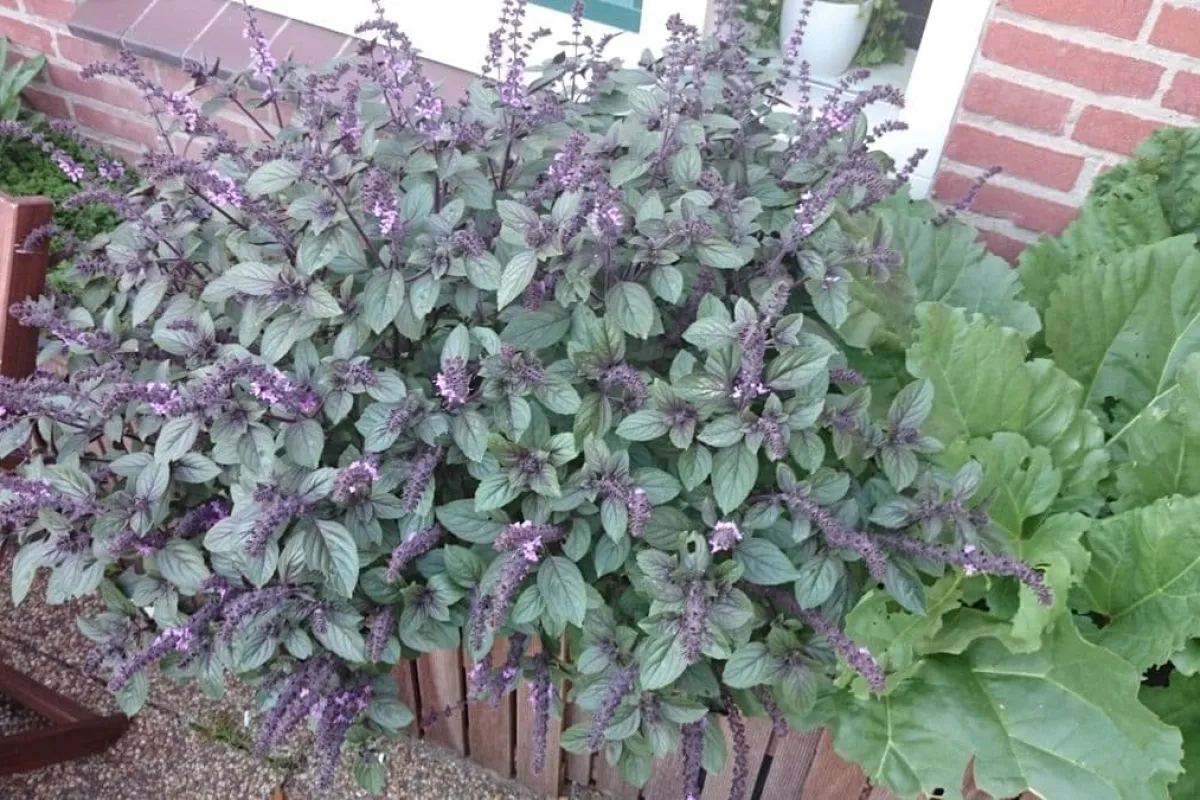 Hoe bewaar je een basilicumplantje?