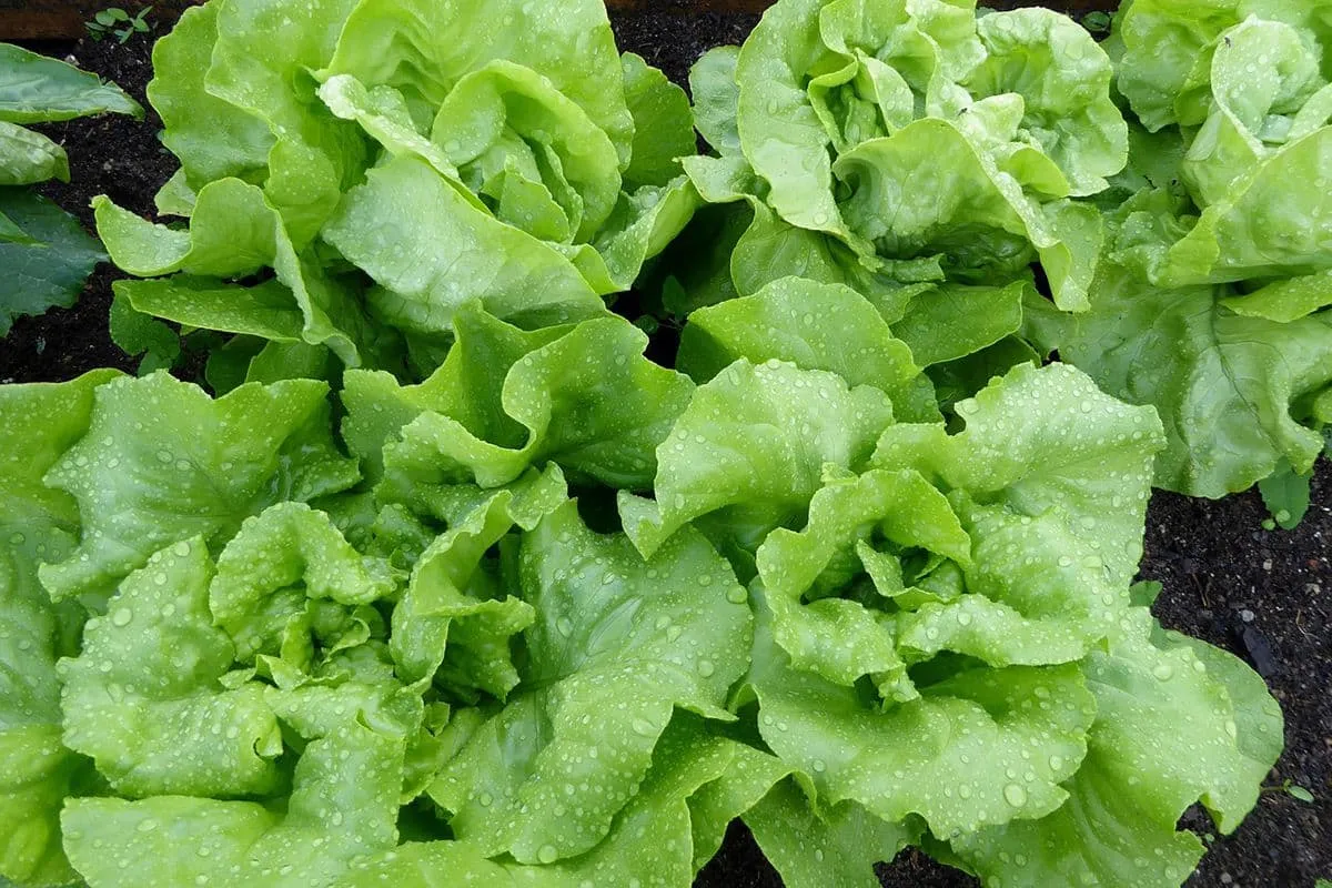 Hoe bewaar je het beste sla ?