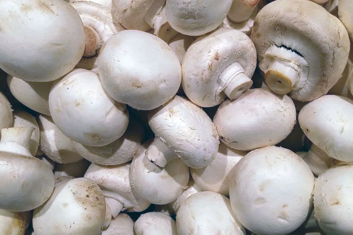 Moet je champignons wassen?