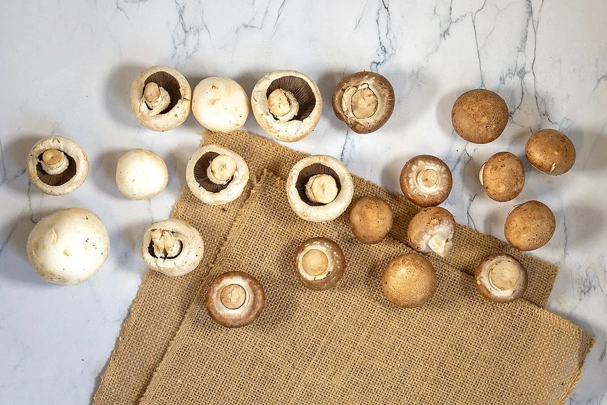 Champignons