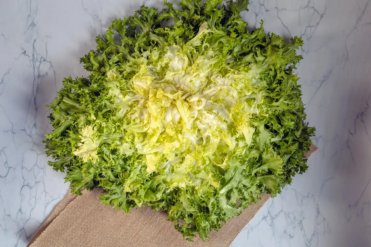 Frisée sla