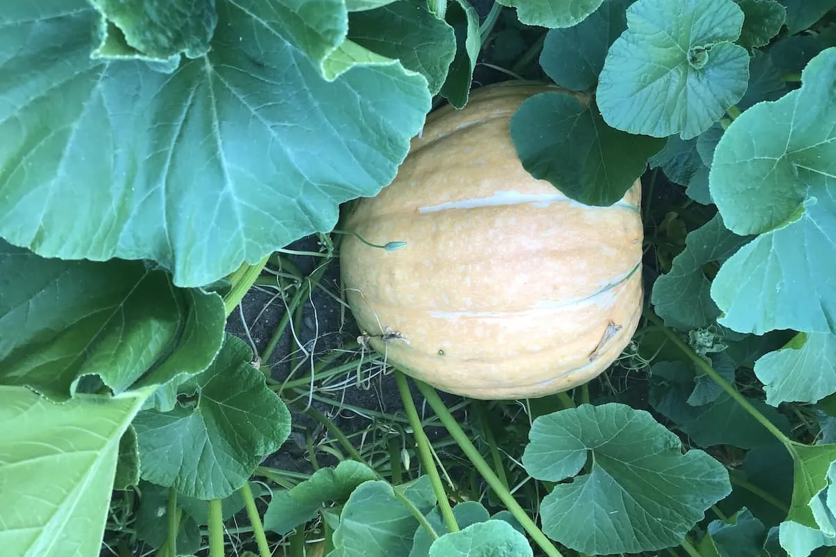 Pompoen recepten