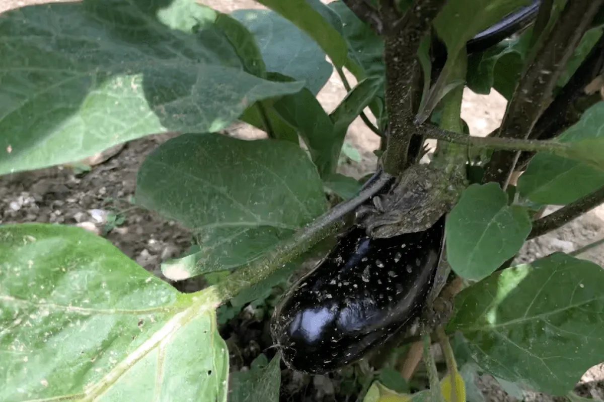 Aubergine recepten