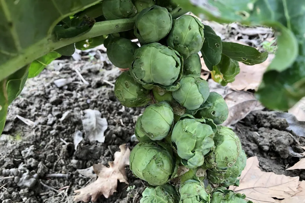 Spruitjes recepten
