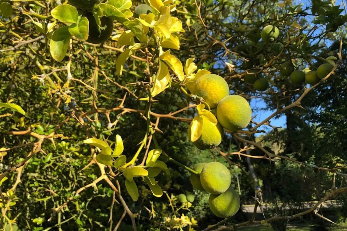 Yuzu recepten