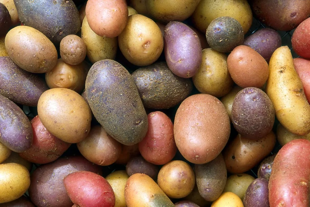 Waarom was je aardappelen na het schillen?