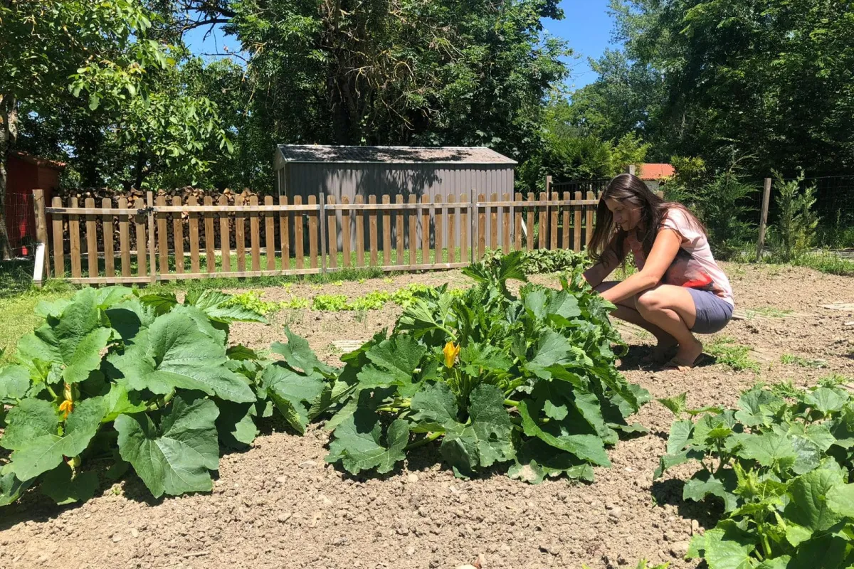 Courgette recepten