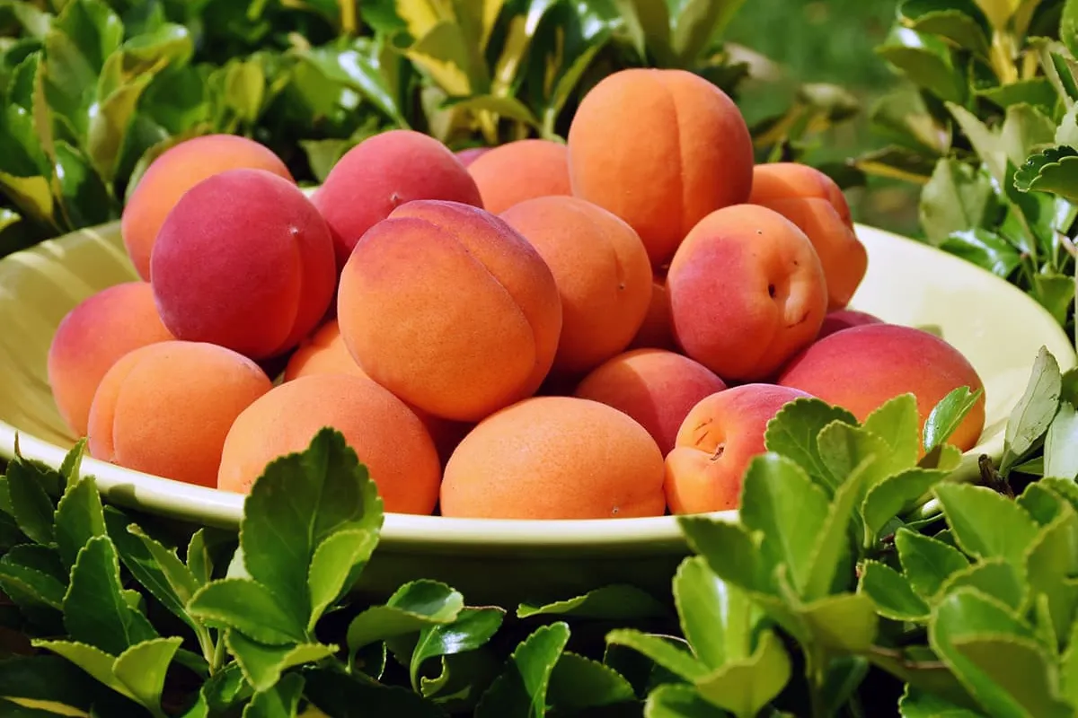 Fruitvliegjes vangen in de keuken, hoe kom ik er vanaf?
