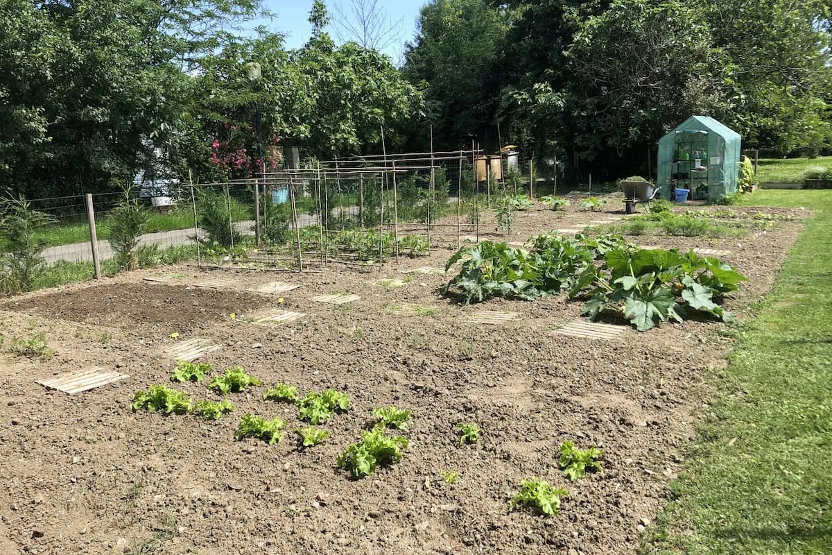 Moestuin