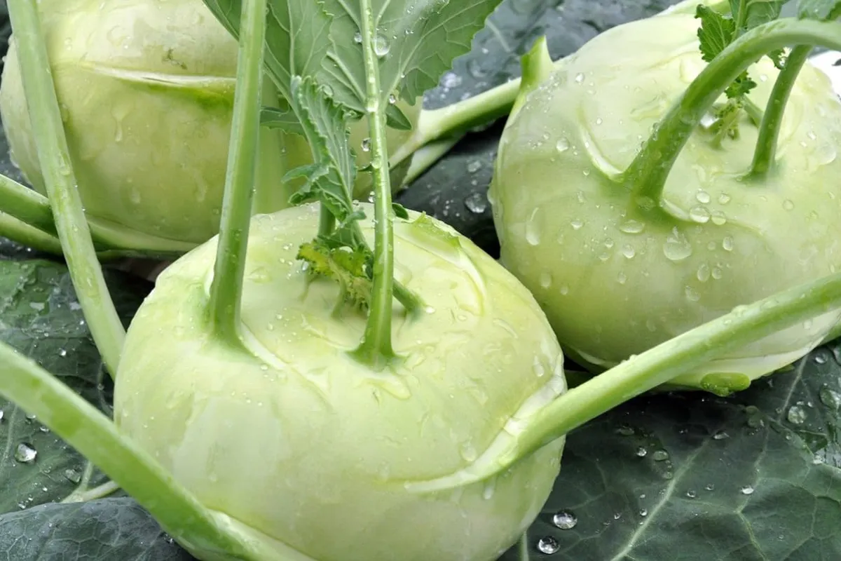Wat is het verschil tussen koolraap en koolrabi?