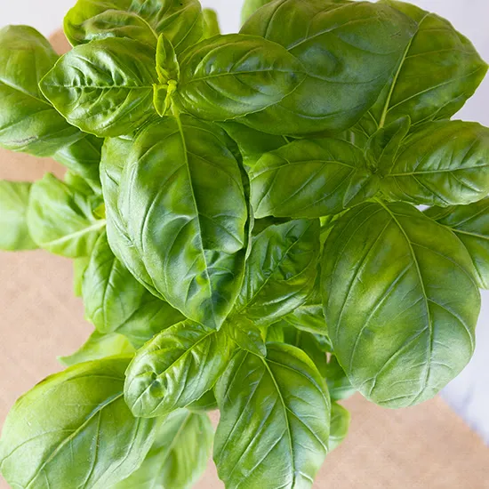 Recept: Basilicum