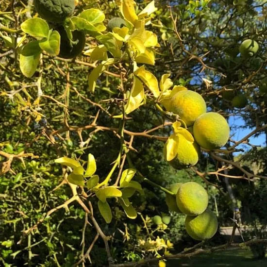 Recept: Wat is yuzu?