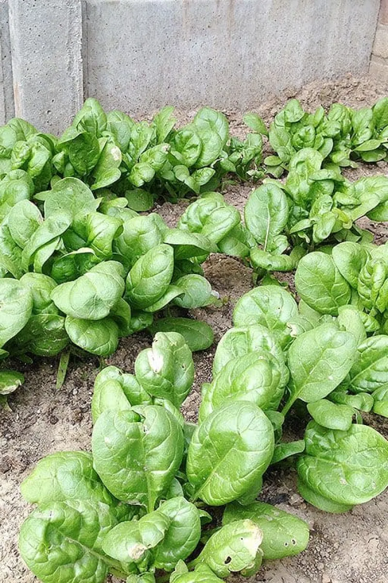 Verse spinazie uit de groentetuin