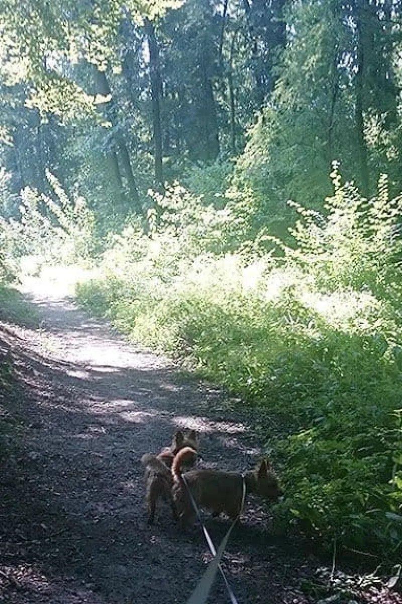 Wilde bramen plukken in het bos met de honden