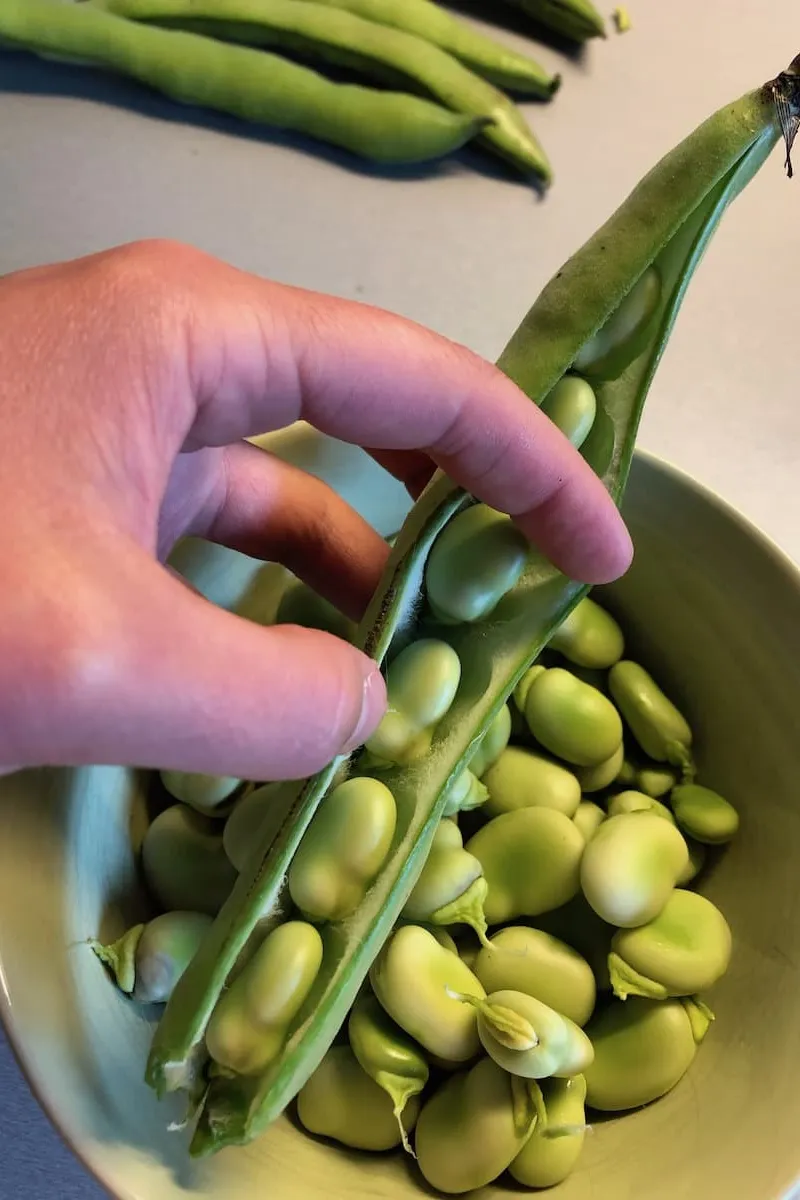 Tuinbonen doppen