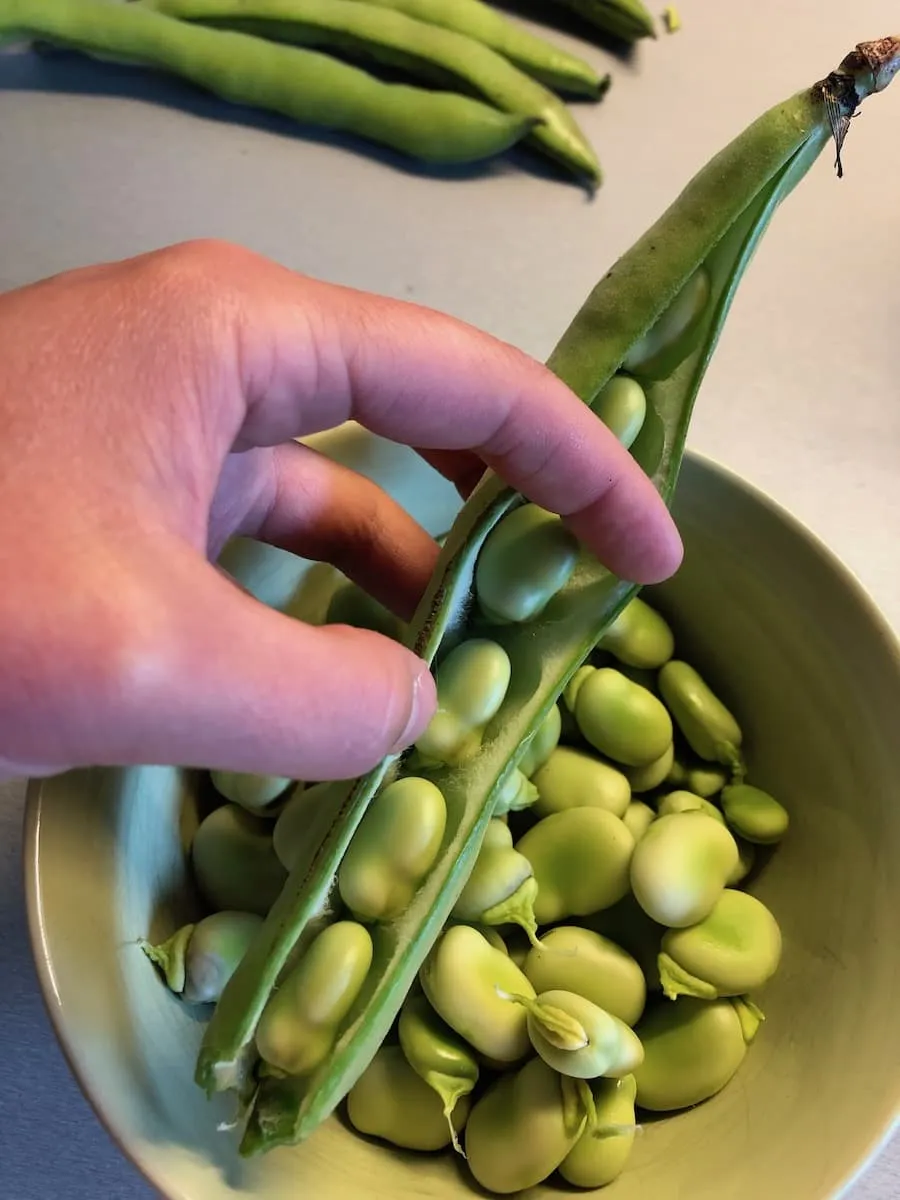 Tuinbonen doppen